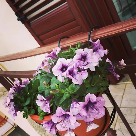 B&B Belvedere-3